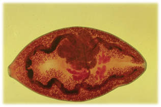 Paragonizmus